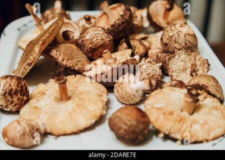 Pilzernte. Viele Herbstpflanzen. Pilzzubereitung Stockfoto