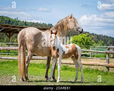 Fohlen mit einer Stute in einem Paddock auf einer Weide An einem sonnigen Tag Stockfoto