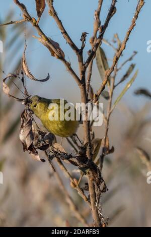 Orange gekrönte Waldsänger klammert sich an Vegetation Zweig, während Blick geradeaus durch die Zweige. Stockfoto