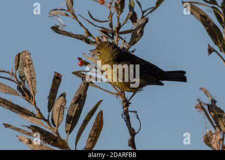 Orange gekrönte Waldsänger klammert sich an Vegetation Zweig, während ein Insekt zu essen Stalking. Stockfoto