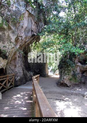 Vertikale Aufnahme einer Holzbrücke, die zum Park führt Mit Bäumen und anderen Pflanzen Stockfoto