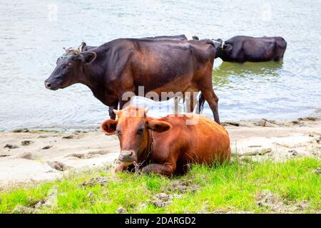 Kühe am Flussufer. Nutztiere im Sommer Tag Stockfoto