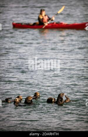 Eine Gruppe von Seeotter (Enhyda lutris) in der Nähe eines Kajakers im Elkhorn Slough, Moss Landing, Kalifornien Stockfoto