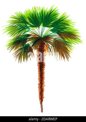 Palme auf weißem Hintergrund. Aquarellmalerei Stockfoto