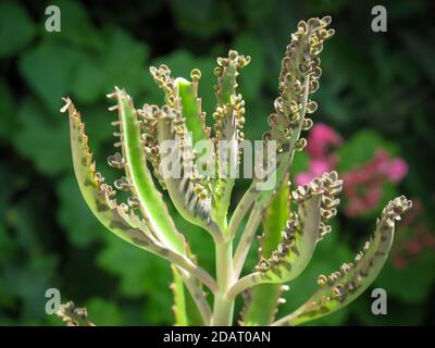 Nahaufnahme der Bryophyllum Blume im Garten. Bryophyllum auf unscharfem Hintergrund. Stockfoto