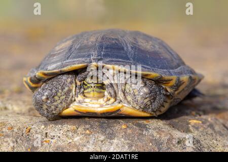 Vietnamesische oder Annan Pond Turtle oder Vietnamesische Blattschildkröte (Mauremys annamensis). Aus der Provinz Quang Nam, Annam, Zentralvietnam. Kritische Gefährdung Stockfoto