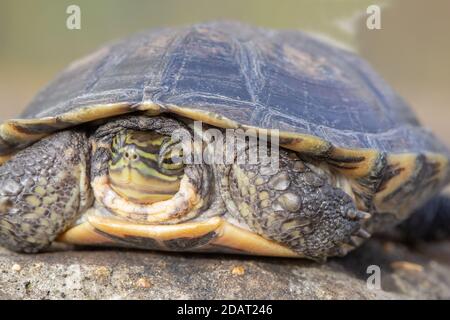 Annam-Blattschildkröte (Mauremys annamensis). Gefährde Spezies Kritisch. Süßwasser, omnivore Wasserschildkröte. Endemisch, Zentralvietnam. Kopf und Gliedmaßen partia Stockfoto