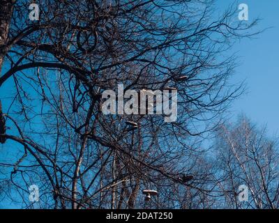 Sneakers hängen an einem Baum im Frühjahr, Moskau Stockfoto