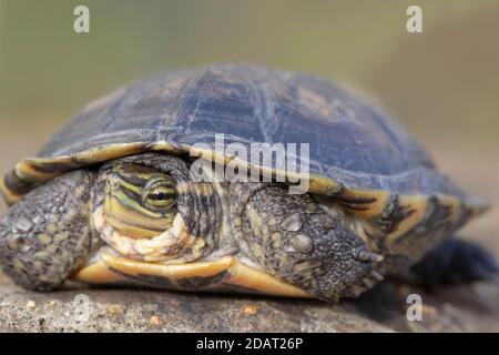 Annam-Blattschildkröte (Mauremys annamensis). Vom Aussterben Bedrohte Arten. Süßwasser, omnivore Wasserschildkröte. Endemisch, Zentralvietnam. ASIEN. Stockfoto