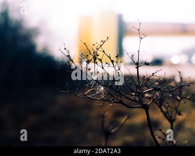 Spinnweben auf trockenem Gras auf dem Feld im Frühling, Russland Stockfoto