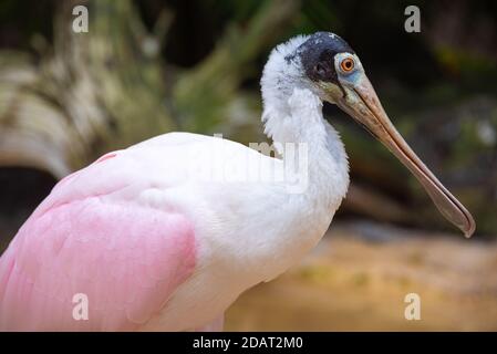 Roseate Spoonbill (Platalea Ajaja) im Busch Gardens Tampa Bay in Tampa, Florida. (USA) Stockfoto