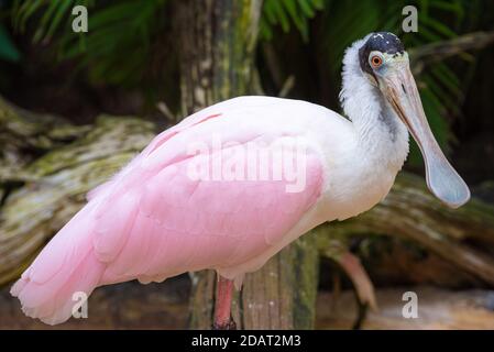 Roseate Spoonbill (Platalea Ajaja) im Busch Gardens Tampa Bay in Tampa, Florida. (USA) Stockfoto