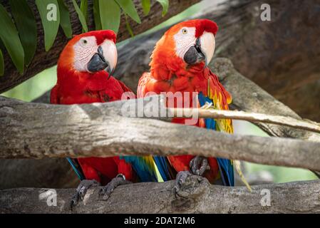 Wunderschöne scharlachrote Aras in Busch Gardens Tampa Bay in Tampa, Florida. (USA) Stockfoto