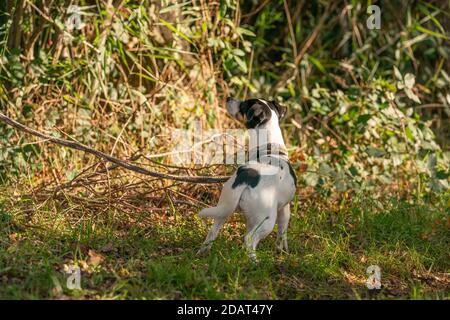 Trauriger Hund allein in einem Wald gelassen, mit einem Seil an einen Baum gebunden. Begeht Tierquälerei Stockfoto