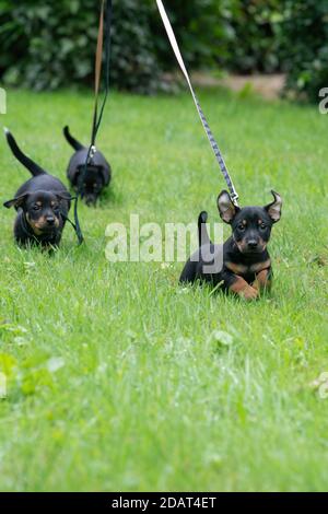 Drei Jack Russel Terrier Puppen. Neugeborene Hunde spielen zum ersten Mal im Gras Stockfoto