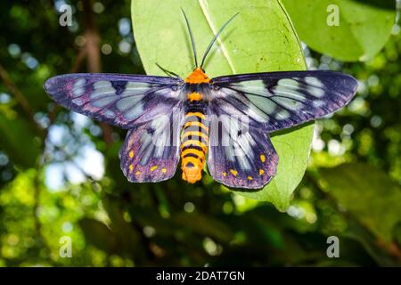 Dysphania fenestraata, auch bekannt als Dysphania numana oder die vier-Uhr-Motte, in natürlichem Lebensraum in Darwin im Northern Territory, Australien Stockfoto