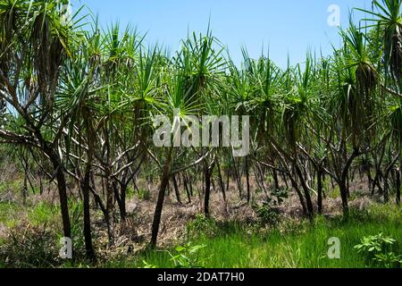 Pandanus spiralis Wald im Northern Territory von Australien Stockfoto