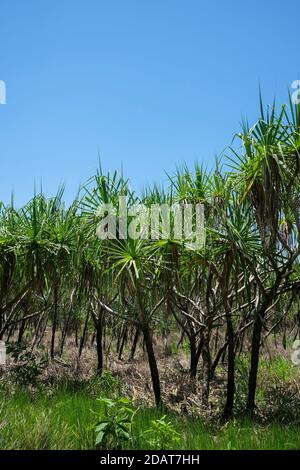 Pandanus spiralis Wald im Northern Territory von Australien Stockfoto