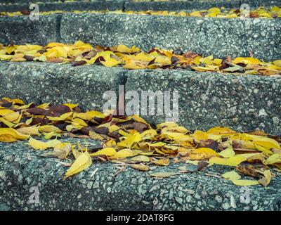 Steintreppen oder Treppen mit hellgelben Blättern bedeckt. Schöne Herbstlandschaft im Park. Stockfoto