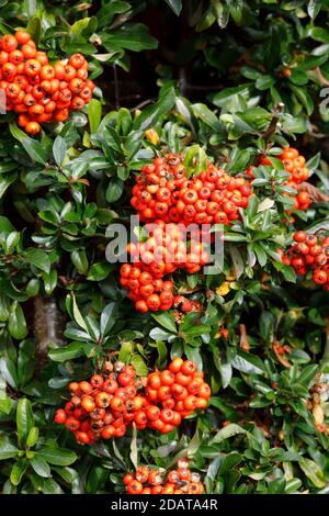 Holzbär ist aphyr Rouge" Beeren. Stockfoto