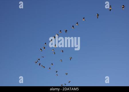 Schar Gänse fliegen an sonnigen Tagen in Blau über Himmel mit Copyspace Stockfoto