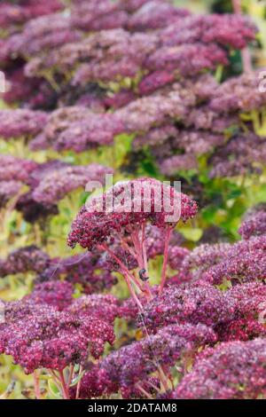 Hylotephium spectabile Brilliant Gruppe blüht im Herbst. Stockfoto