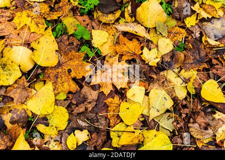 Gefallene Blätter im Herbst mit ihren hellen Farben interessanter und anders als einander, gelb, orange, braun, sogar grün Stockfoto