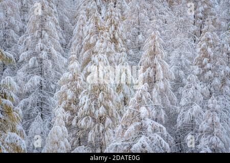 Verschneiten Lärchenwald in Col de La Cayolle, Nationalpark Mercantour im Winter. Ubaye Valley, Alpes-de-Haute-Provence, Alpen, Frankreich Stockfoto