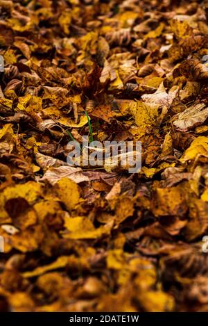 Gefallene Blätter im Herbst mit ihren hellen Farben interessanter und anders als einander, gelb, orange, braun, sogar grün Stockfoto