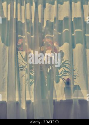 Sonnenlicht hinter einem Schlafzimmerfenster mit einer Blumenvase und Netzvorhänge - Hauptfenster Hintergrund Stockfoto