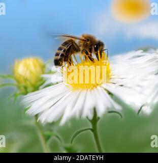 Makro einer Biene, die Nektar bei einem weißen Aster sammelt Blüte Stockfoto