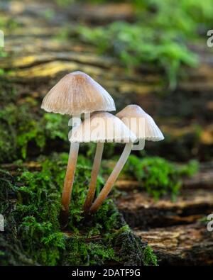 Cluster von drei Fee Tintenfass Pilze auf einem moosigen Log Stockfoto
