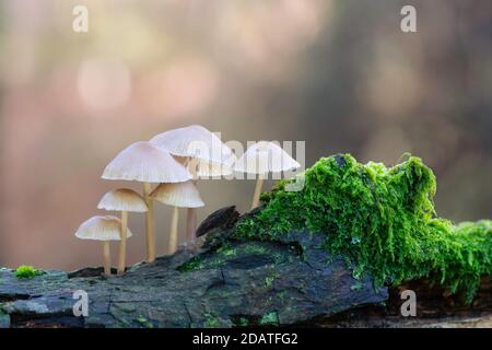 Cluster der Fee inkcap toadstools auf einem moosigen Log gegen Bokeh-Hintergrund Stockfoto