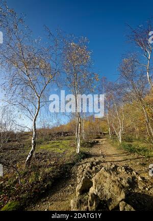 Silberbirke - Betula pendula, Bäume im Spätherbst im alten Cotswold Steinbruch Stockfoto