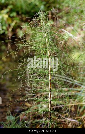 Great Horsetail - Equisetum telmateia, wächst durch Cotswold Strom Stockfoto