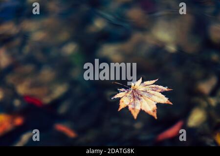 Bunte Herbst Ahornblätter auf Wasser Stockfoto