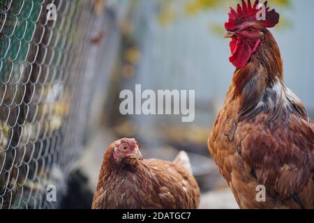 Rote Henne und Hahn gehen im Fahrerlager. Ein roter Hahn und eine Henne suchen nach Getreide, während sie in einer Feder auf einer Farm spazieren. Stockfoto