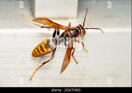Nahaufnahme von asiatischer Riesenhornet oder japanischer Riesenhornet (Vespa mandarinia japonica). Stockfoto