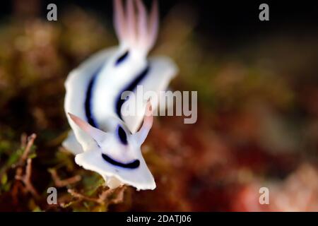 Loch's Magnificent Slug (Chromodoris Lochi). Mommon, West Papua, Indonesien Stockfoto