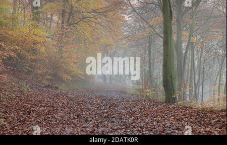 Wendover Woods an einem nebligen Novembermorgen. VEREINIGTES KÖNIGREICH Stockfoto