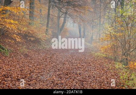 Wendover Woods an einem nebligen Novembermorgen. VEREINIGTES KÖNIGREICH Stockfoto