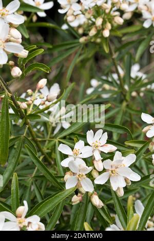 Choisya x dewitteana aztekische Perle Stockfoto