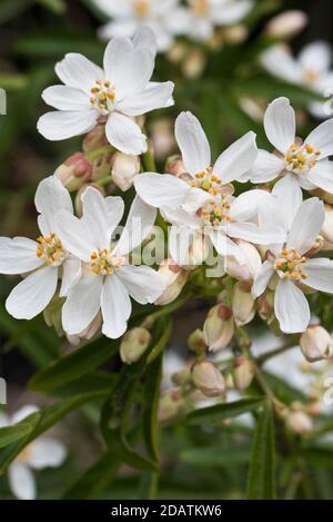 Choisya x dewitteana aztekische Perle Stockfoto
