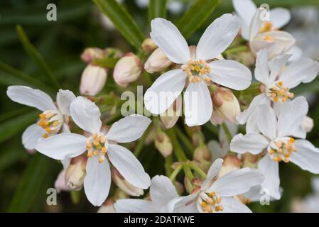 Choisya x dewitteana aztekische Perle Stockfoto