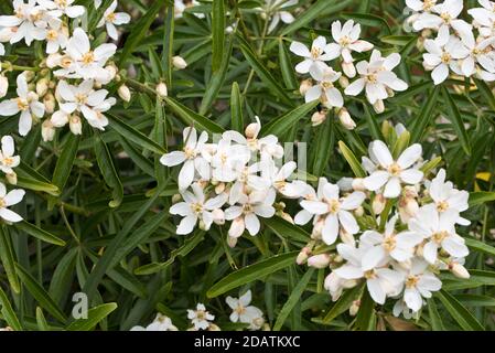 Choisya x dewitteana aztekische Perle Stockfoto