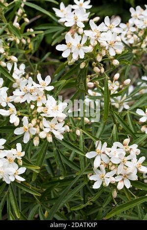 Choisya x dewitteana aztekische Perle Stockfoto