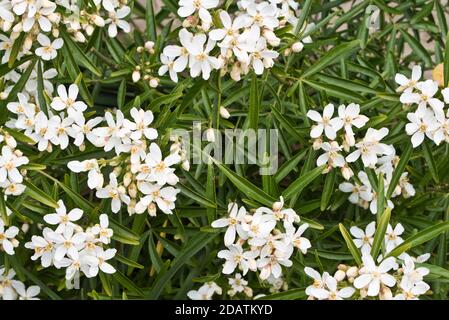 Choisya x dewitteana aztekische Perle Stockfoto