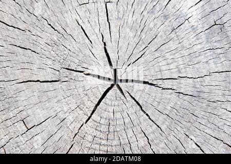 Querschnitt des Baumstammes log mit Wachstumsringen, Holz Holzstruktur Stumpf von Baum gefällt Abschnitt des Stammes mit Jahresringen mit Copyspace. Stockfoto