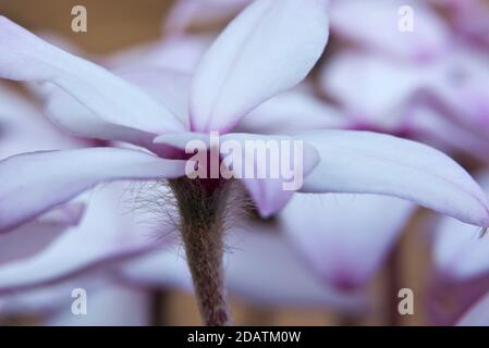 Rhodohypoxis baurii „Tetra White“ Stockfoto