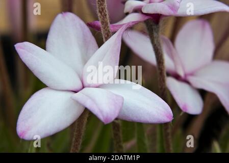 Rhodohypoxis baurii „Tetra White“ Stockfoto